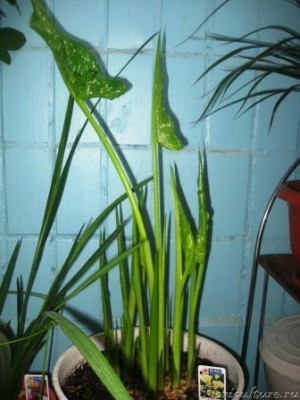 моя калла.JPG