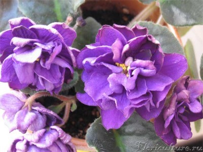 черная жемчужина.jpg