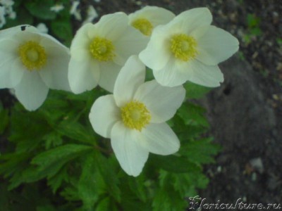 Изображение 031.jpg