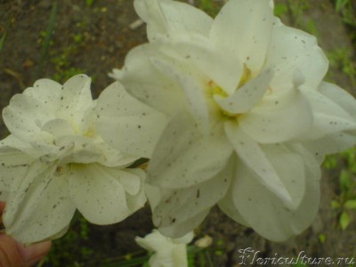 Изображение 053.jpg