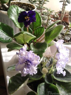 Сентполии. Еще маленькие, но цвести хотят