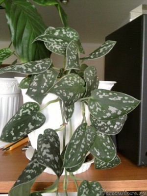 Интересная лиана. Правда не помню как называется. Может кто подскажет?