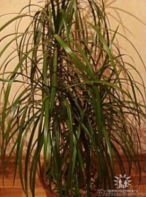 драцена.(2).jpg