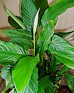 Зарождение чуда