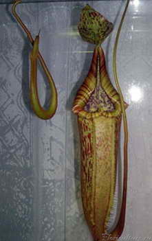 ниж кувш1.jpg