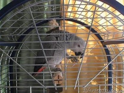 Проша завтракает.JPG