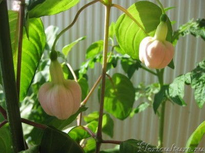 бутоны фуксии.JPG