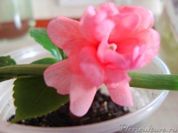 розовый бальзамин(2).jpg