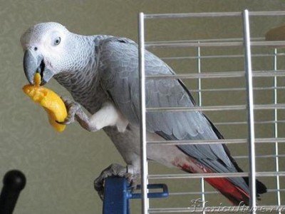 проша с персиком.JPG