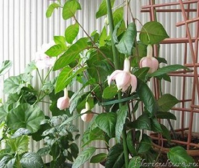 фукса- куст.JPG