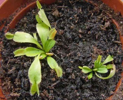 Отсаженные мухоловки