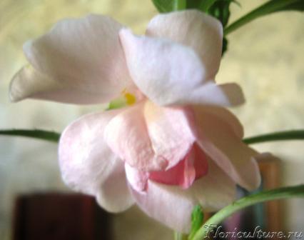 белый бальзамин.JPG