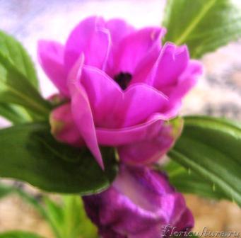 фиолетовый бальзамин.JPG