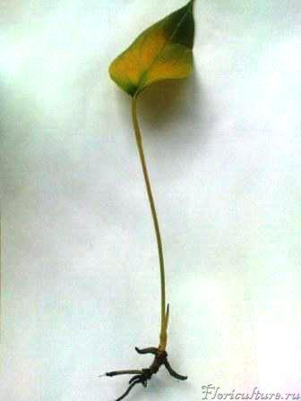 листик совсем пожелтел.....