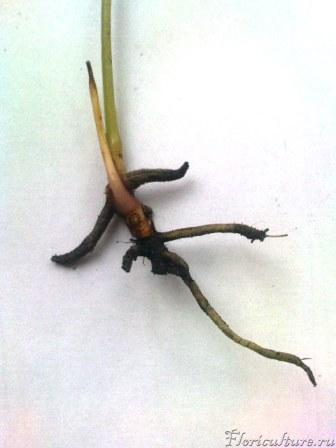 корешки я присыпала корневином