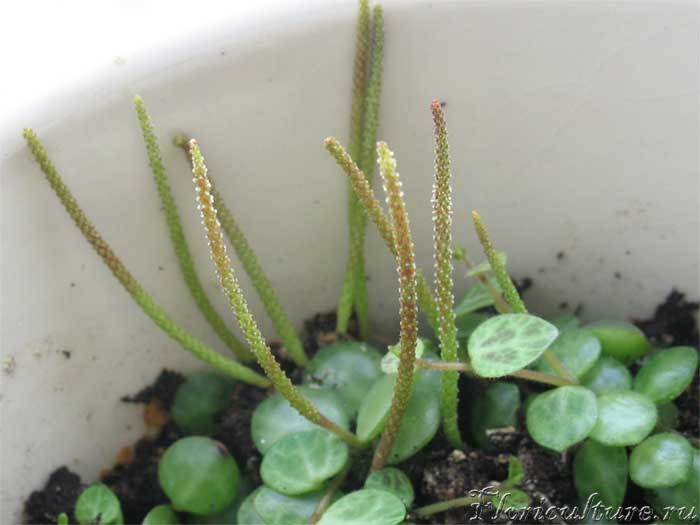 А это &amp;quot;цветет&amp;quot; круглолистная пепероха.