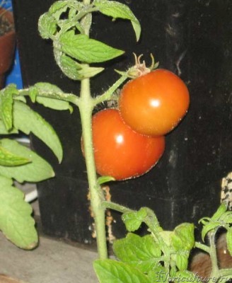 помидоры-12-сент-2009.jpg
