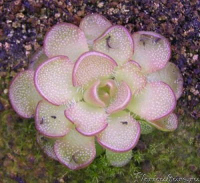 Летняя почка