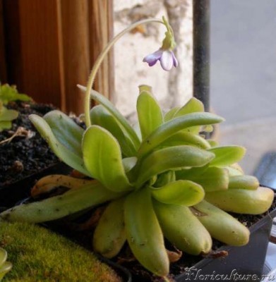 Летняя форма