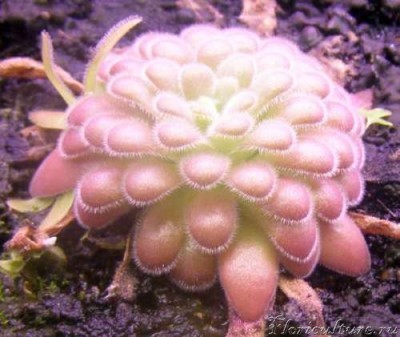 Зимняя почка