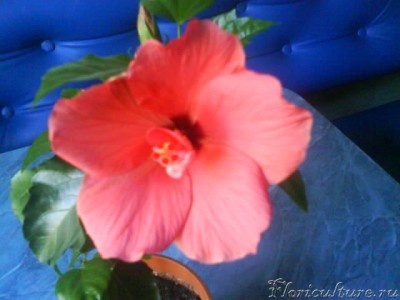 Гибискус.JPG