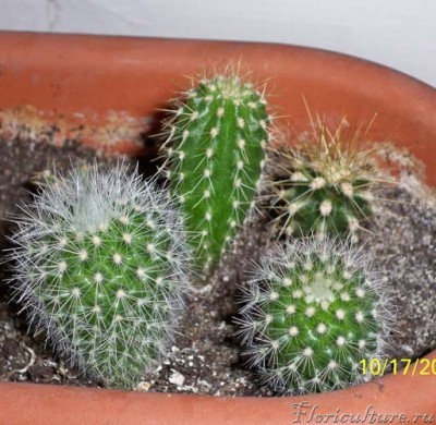 000_0090 (копия).jpg