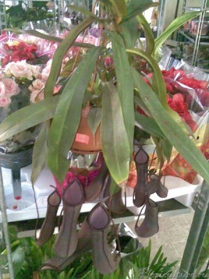 Вот мое растение, фоткала еще в магазине, оно одно там было.