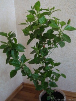 гибискус впервые дал более 25 бутонов . Но одновременно цвел только по 5 цветочков.