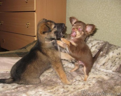 чап и тайсон.JPG