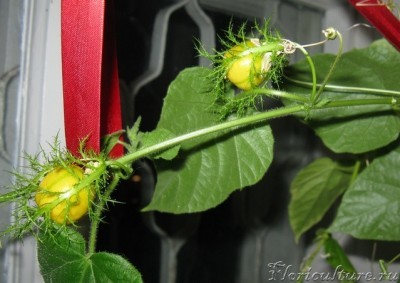 Вот такие ягодки