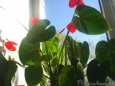 антуриум.jpg