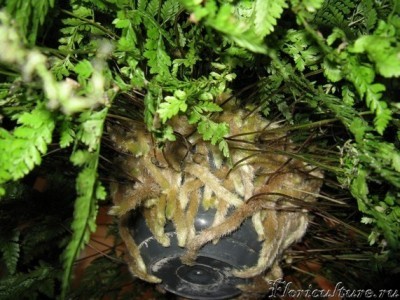А это заячьи лапки, которые на самом деле больше напоминают мне лапки паука