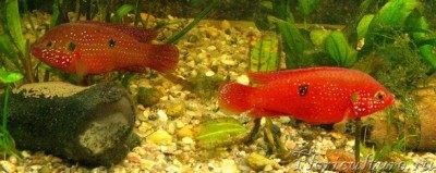 Заняты заботой о будущем потомстве