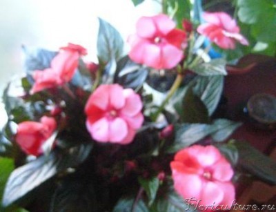 бальзамин гибридный.JPG