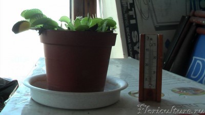 Это Дионея на балконе. На момент съёмки температура была в районе четырёх-пяти градусов.