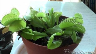 А так выглядит Дионея сейчас