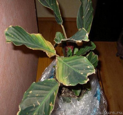 Копия PICT0499.JPG