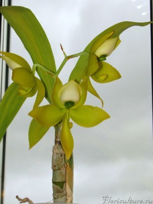 cycnoches chlorochilon.jpg