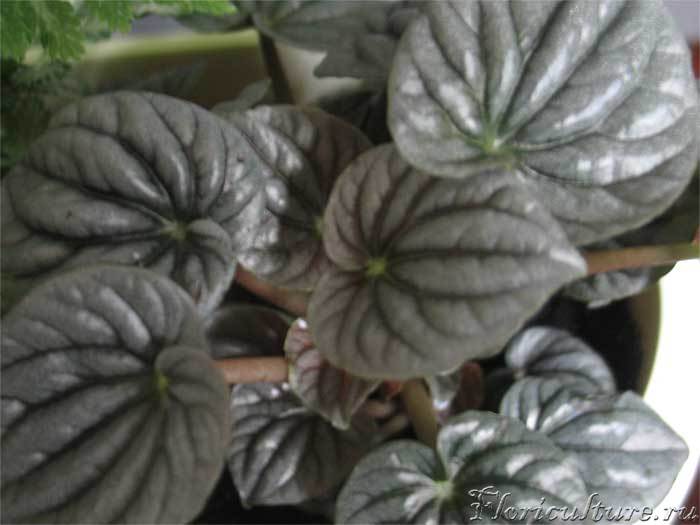 пеперомия седая.jpg