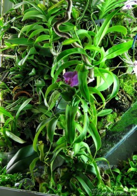 тут симбиоз ванили и непентеса :)