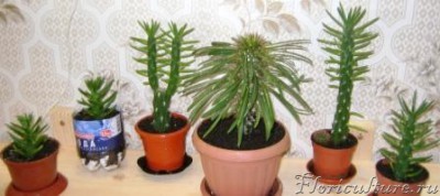 Опунция 3.JPG