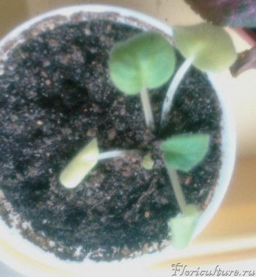 А здесь проблема