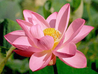 nelumbo_nucifera_pink.jpg