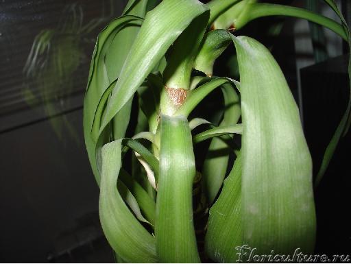 Ствол поближе