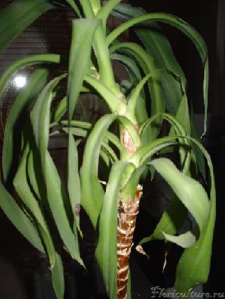 Дресневеющий ствол