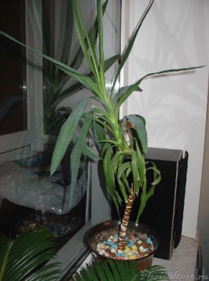 Во весь рост юкка