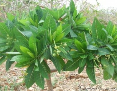 Листики вблизи, собраны в розеточки