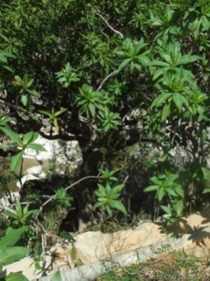 Растет таким деревцем