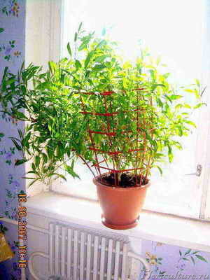 Фото пепино. Растению 4,5 месяца