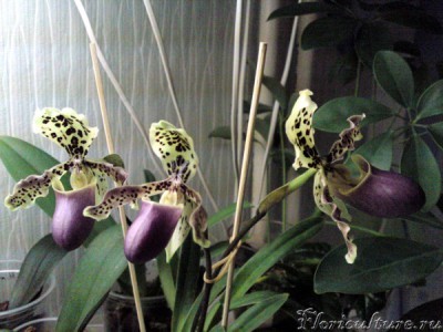 Paphliopedilum henryanum Башмак